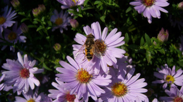 Картинка цветы астры сиреневые насекомое крылышки