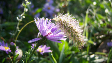 Картинка цветы луговые+ полевые +цветы фиолетовый цветок капли росы мохнатик