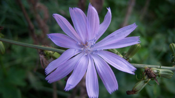 обоя цветы, луговые , полевые,  цветы, лепестки, зубчики, сиреневый