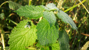 Картинка природа листья зелень трава роса капли