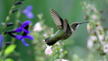 Картинка животные колибри полет