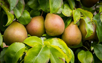 Картинка природа плоды груши