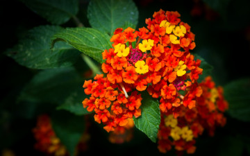 Картинка цветы лантана +вербена