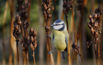Картинка животные синицы +лазоревки синица