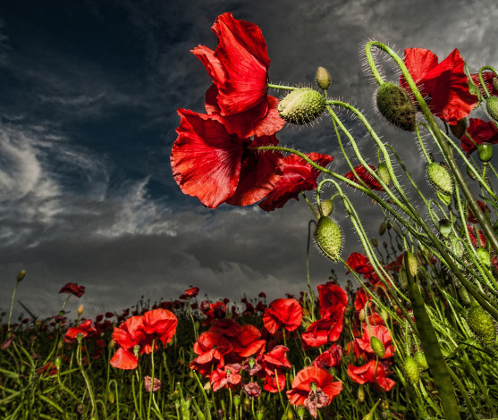 Обои картинки фото цветы, маки, поле, тучи