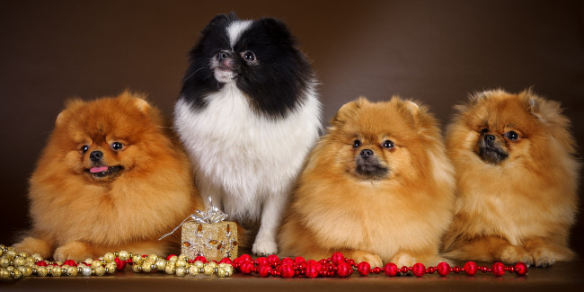 Обои картинки фото животные, собаки, шпицы, квартет