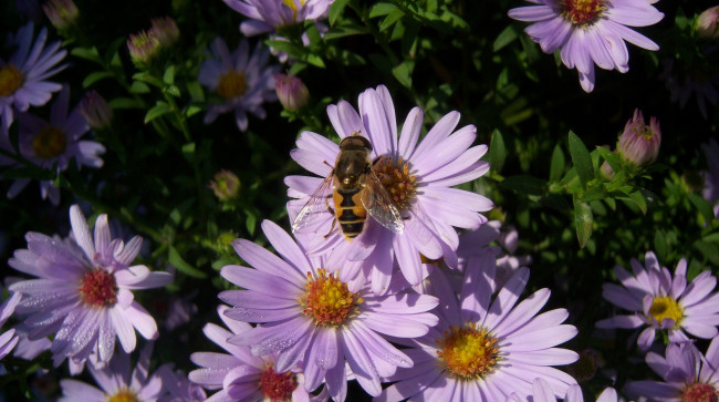 Обои картинки фото цветы, астры, сиреневые, насекомое, крылышки