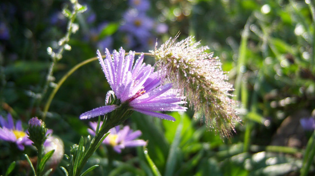 Обои картинки фото цветы, луговые , полевые,  цветы, фиолетовый, цветок, капли, росы, мохнатик