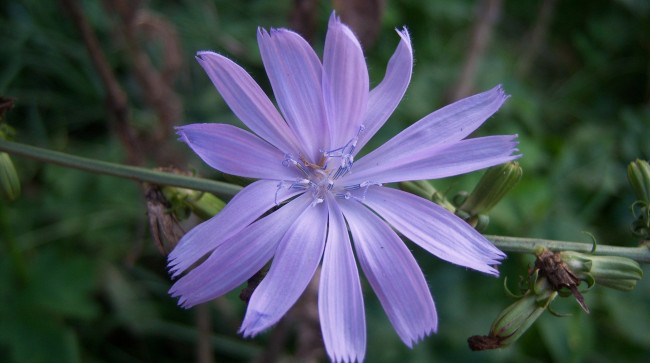 Обои картинки фото цветы, луговые , полевые,  цветы, лепестки, зубчики, сиреневый