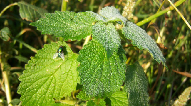 Обои картинки фото природа, листья, зелень, трава, роса, капли