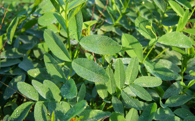 Обои картинки фото природа, листья, капли, роса, зелень