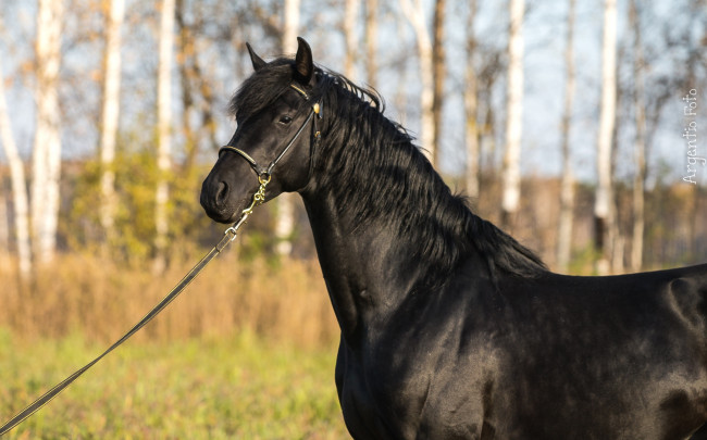 Обои картинки фото животные, лошади, вороной