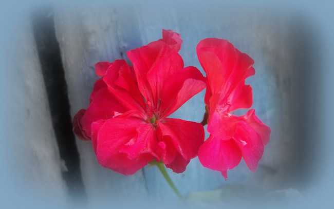 Обои картинки фото цветы, герань, красная