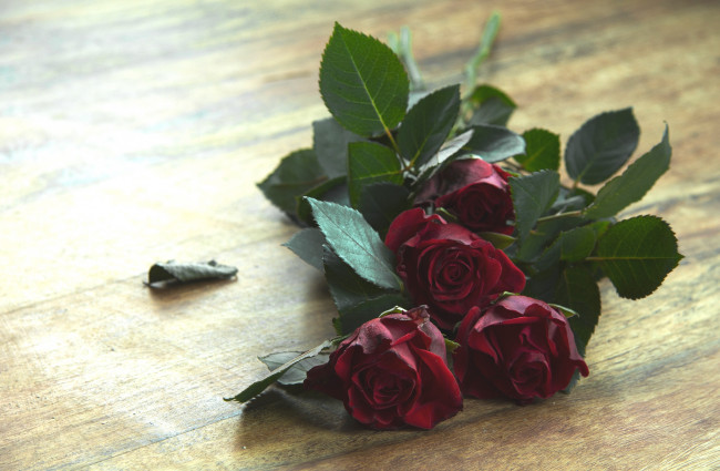 Обои картинки фото цветы, розы, бутоны