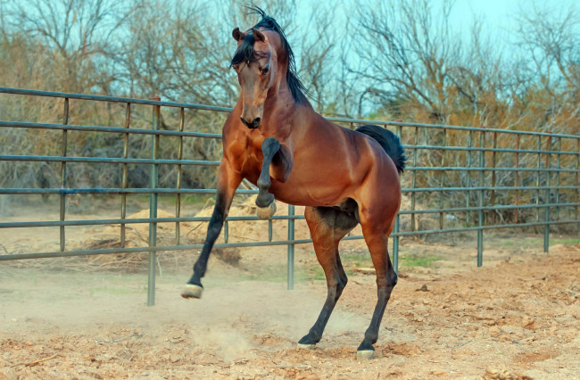 Обои картинки фото животные, лошади, гнедой, жеребец, ограда, стать, вольер