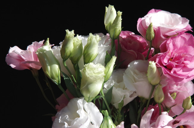 Обои картинки фото цветы, эустома, букет