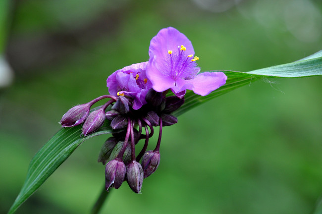 Обои картинки фото цветы, традесканции, фиолетовый