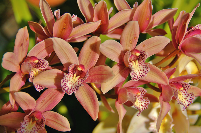 Обои картинки фото цветы, орхидеи, экзотика