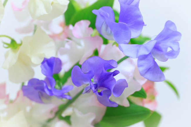 Обои картинки фото цветы, душистый горошек, макро, нежность