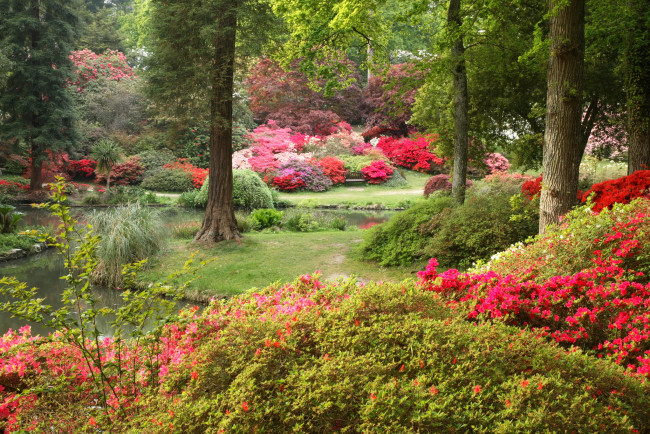 Обои картинки фото exbury gardens англия, природа, парк, сад, родендромы, деревья, англия
