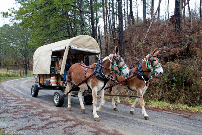 Обои картинки фото разное, транспортные средства и магистрали, повозка, дорога, мулы