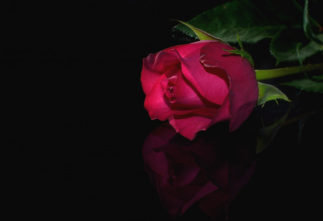 Обои картинки фото цветы, розы, бутон