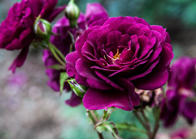 Обои картинки фото цветы, розы, лиловый