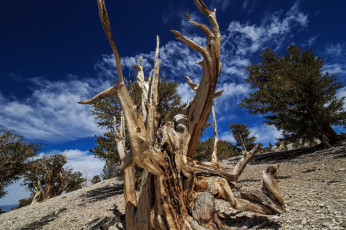 Картинка природа деревья коряга склон