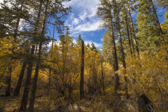 Картинка природа лес осень