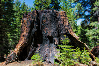 Картинка природа лес пень