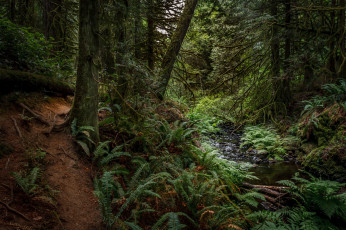 Картинка природа лес заросли ручей