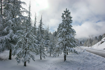 Картинка природа зима дорога ели снег