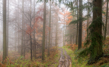 Картинка природа дороги сырость дорога лужи туман лес осень