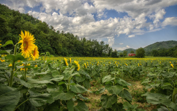 Картинка природа поля подсолнухи холмы лес поле