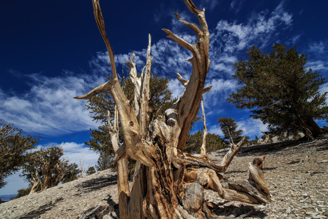 Обои картинки фото природа, деревья, коряга, склон