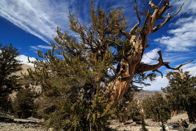 Обои картинки фото природа, деревья, облака, дерево