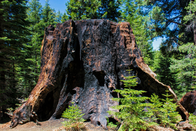 Обои картинки фото природа, лес, пень