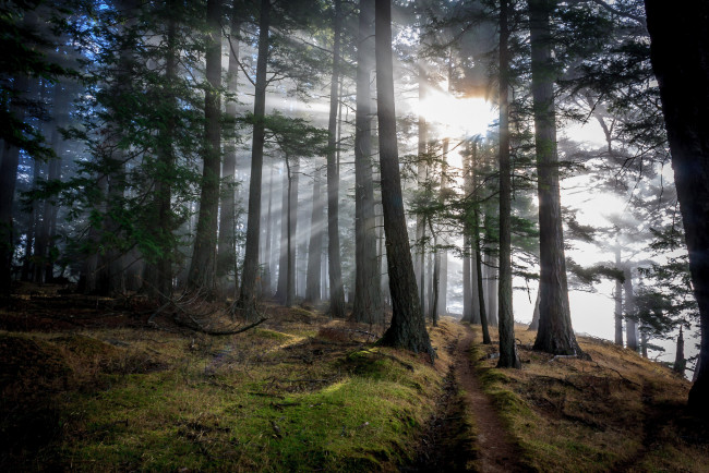 Обои картинки фото природа, лес, стволы, сияние