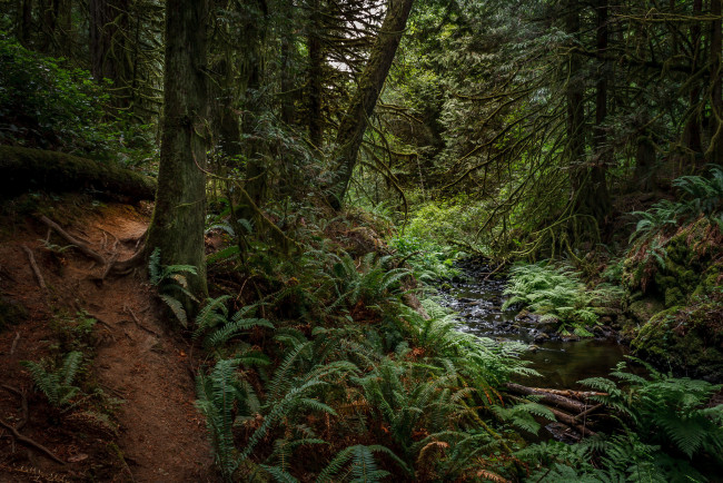 Обои картинки фото природа, лес, заросли, ручей