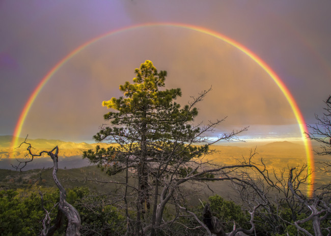 Обои картинки фото природа, радуга, сосна