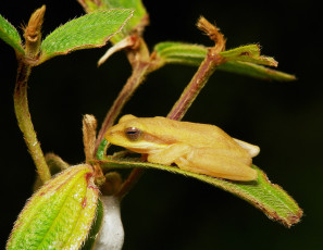 Картинка животные лягушки лягушка