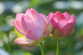 Картинка цветы лотосы стебель лотос лепестки макро пара