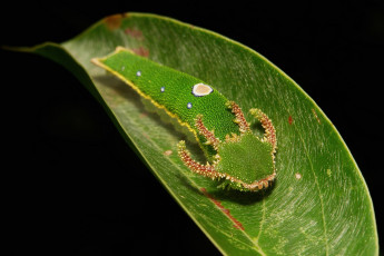 Картинка животные гусеницы гусеница