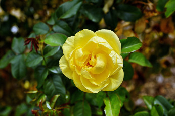 Картинка цветы розы бутон