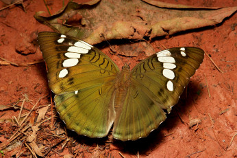 Картинка животные бабочки +мотыльки +моли бабочка