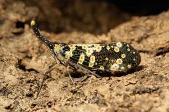 Картинка животные бабочки +мотыльки +моли мотылёк