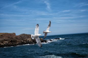 Картинка животные Чайки +бакланы +крачки птичка