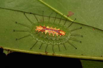 Картинка животные гусеницы гусеница