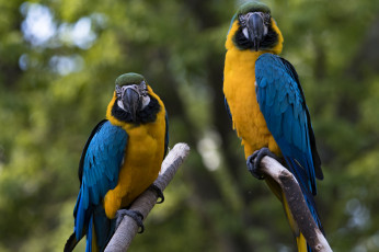 Картинка животные попугаи птичка