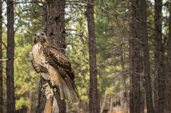 Картинка животные птицы+-+хищники птичка